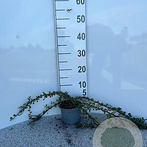Cotoneaster pr. 'Queen of Carpets' 20-25 cm C1.3