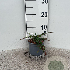 Cotoneaster pr. 'Queen of Carpets' plantgoed C1.3