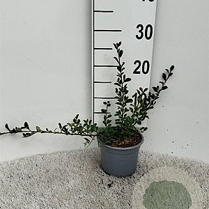Cotoneaster radicans 'Eichholz' 30-40 cm C1.3