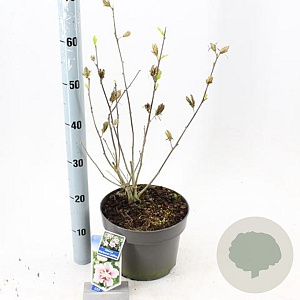 Hibiscus syr. Starburst Chiffon 60-70 cm 5,0L