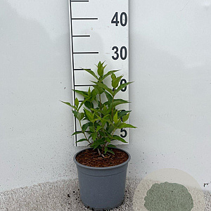 Diervilla sessilif. 'Butterfly' 20-30 cm 2,0L