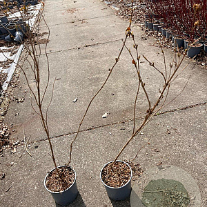 Diervilla sessilif. 'Butterfly' 40-60 cm 2,0L