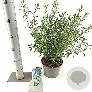 Eriostemon myoporoides 30-40 cm 3,0L