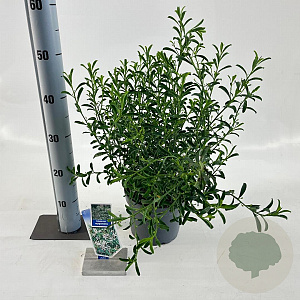 Eriostemon myoporoides 30-40 cm 3,0L