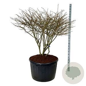 Euonymus alatus 120-150 cm cont. 285L