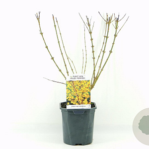 Forsythia int. Minigold 40-50 cm 2,0L