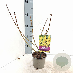 Forsythia int. 'Spectabilis' 20-25 cm P12
