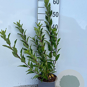 Forsythia int. Week-End 40-60 cm 2,0L