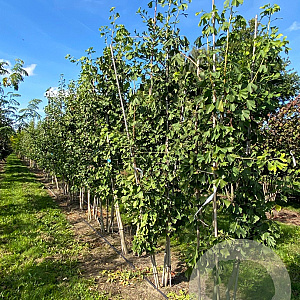 Ginkgo biloba 400-450 cm draadkluit solitair