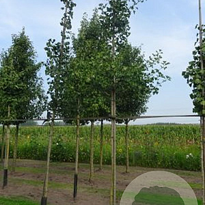 Ginkgo biloba 25-30 HO draadkluit 250 cm stam