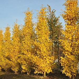 Ginkgo bil. 'Fastigiata' 6-8 HO draadkluit