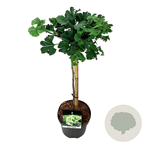 Ginkgo bil. 'Mariken' 40 cm stam 4,5L