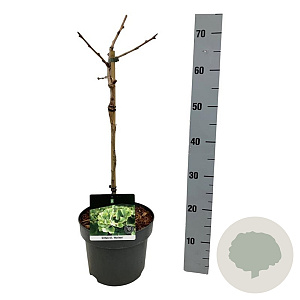 Ginkgo bil. 'Mariken' 40 cm stam 4,5L