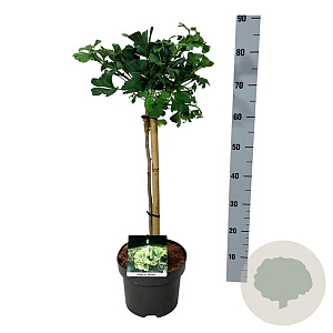 Ginkgo bil. 'Mariken' 40 cm stam 4,5L