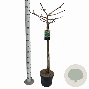 Ginkgo bil. 'Mariken' 90 cm stam 10L