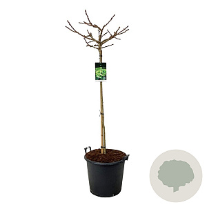 Ginkgo bil. 'Mariken' 120 cm stam cont. 55L extra