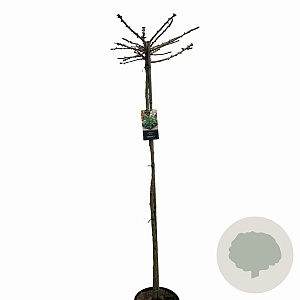 Ginkgo bil. 'Mariken' 150 cm stam 10L