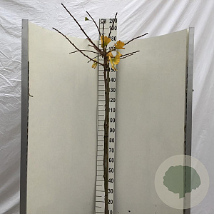 Ginkgo bil. 'Mariken' 150 cm stam 10L