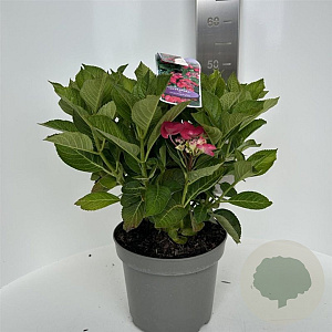 Hydrangea m. Frisbee Hot Pink 40-50 cm  scherm rood