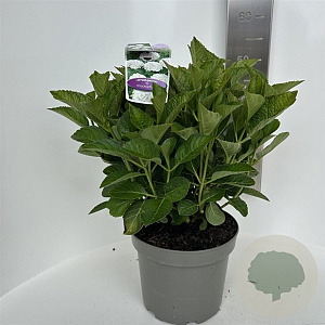 Hydrangea m. Saxon 40-50 cm  bol wit
