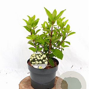 Hydrangea pan. Baby Lace 30-40 cm 3,0L