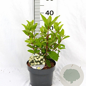 Hydrangea pan. Baby Lace 30-40 cm 3,0L