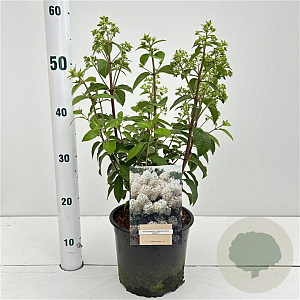 Hydrangea pan. Bobo 30-40 cm 3,0L