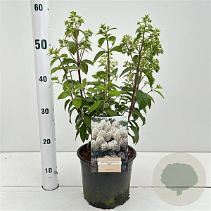 Hydrangea pan. Bobo 30-40 cm 3,0L
