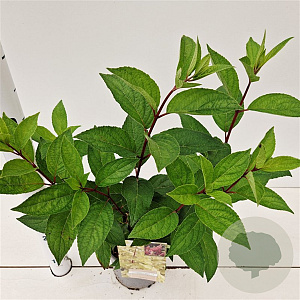 Hydrangea pan. Candlelight 30-40 cm 2,5L