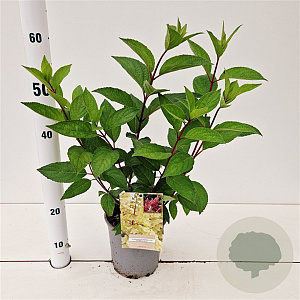 Hydrangea pan. Candlelight 30-40 cm 2,5L