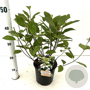 Hydrangea pan. Dart's Little Dot 25-30 cm 2,5L