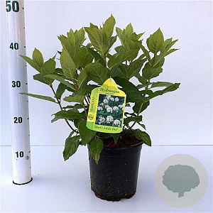 Hydrangea pan. Dart's Little Dot 25-30 cm 2,5L