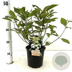Hydrangea pan. Dart's Little Dot 25-30 cm 2,5L