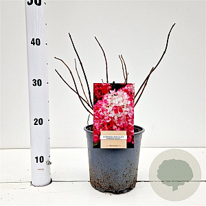 Hydrangea pan. Diamand Rouge 25-30 cm 2,5L