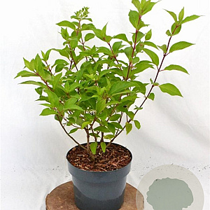 Hydrangea pan. Graffiti 30-40 cm 3,0L