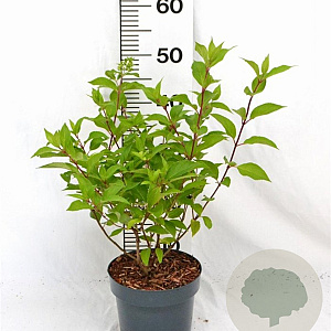 Hydrangea pan. Graffiti 30-40 cm 3,0L