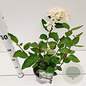Hydrangea pan. 'Grandiflora' 30-40 cm 2,5L