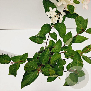 Hydrangea pan. 'Grandiflora' 30-40 cm 2,5L