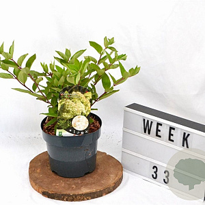 Hydrangea pan. 'Grandiflora' 30-40 cm 3,0L