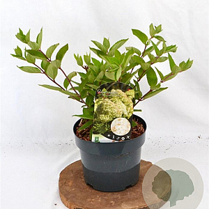 Hydrangea pan. 'Grandiflora' 30-40 cm 3,0L