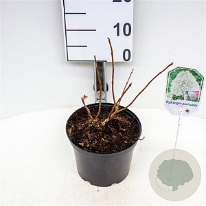 Hydrangea pan. 'Grandiflora' 30-40 cm 3,0L