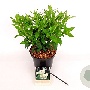 Hydrangea pan. 'Grandiflora' 30-40 cm 3,0L