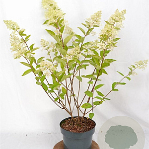 Hydrangea pan. 'Grandiflora' 40-60 cm 5,0L