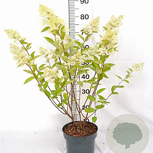 Hydrangea pan. 'Grandiflora' 40-60 cm 5,0L