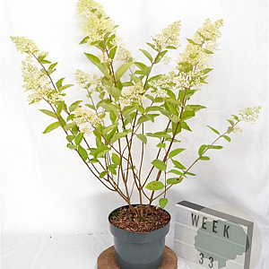 Hydrangea pan. 'Grandiflora' 40-60 cm 5,0L