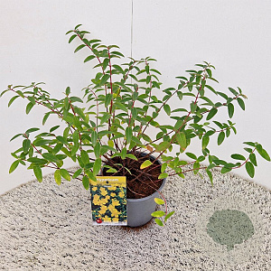 Hypericum 'Hidcote' 30-35 cm 2,5L