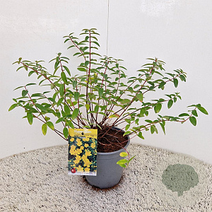 Hypericum 'Hidcote' 30-35 cm 2,5L