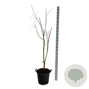 Koelreuteria paniculata 150-175 cm 30L extra