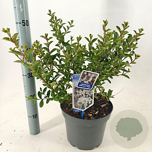 Lagerstroemia i. With Love Virgin 40-60 cm 5,0L