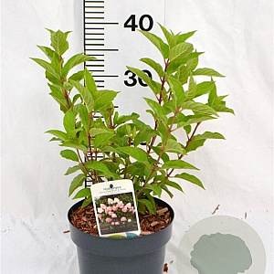 Hydrangea pan. Living Pink & Rose 30-40 cm 3,0L
